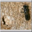 Pemphredon sp Grabwespe 01a 9mm.jpg